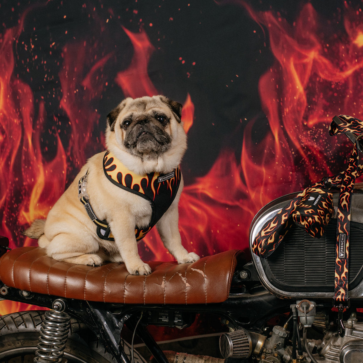 Frenchie Duo Reversible Harness - Flames (Orange) from Frenchie Bulldog