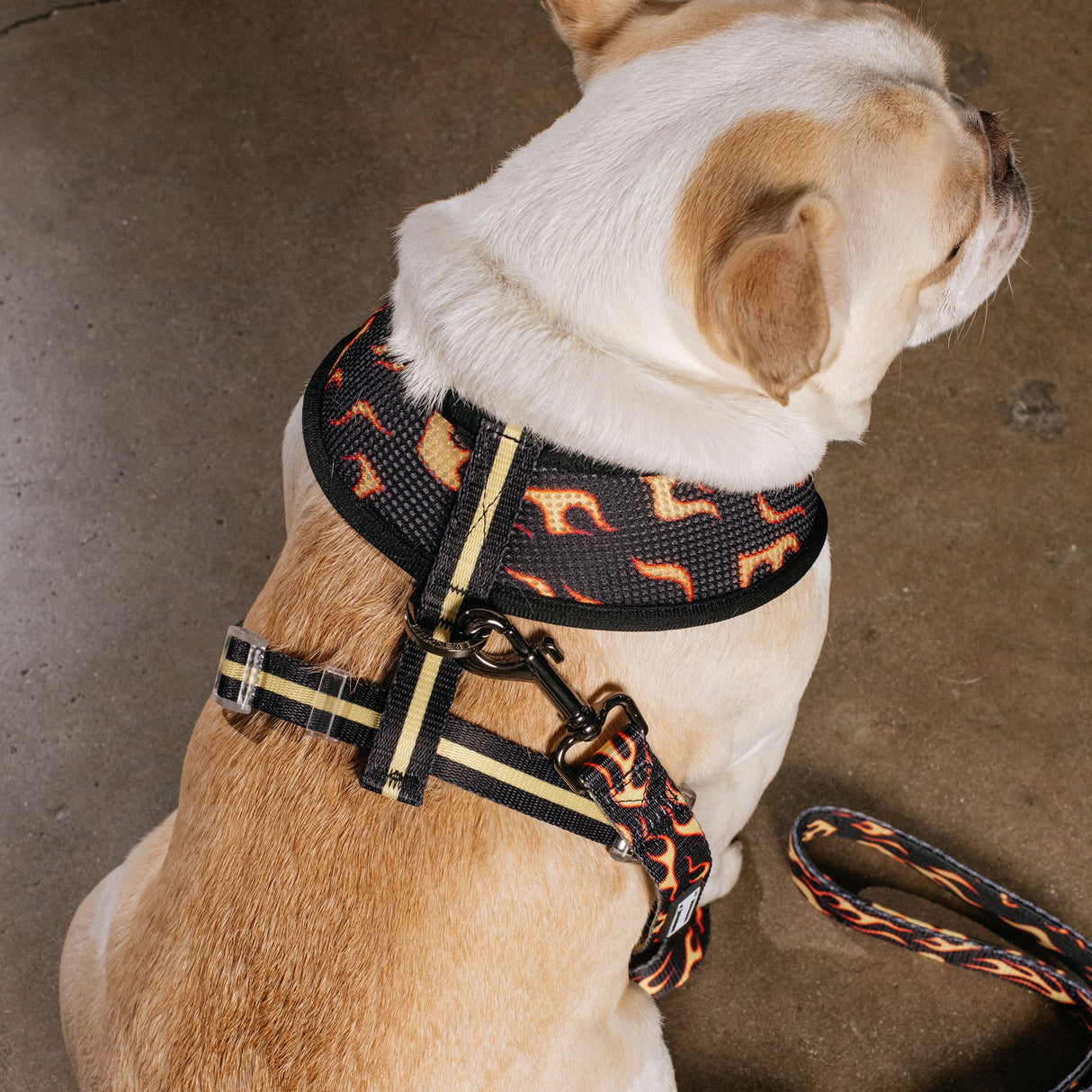 Frenchie Duo Reversible Harness - Flames (Orange) from Frenchie Bulldog