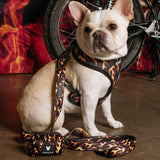 Frenchie Duo Reversible Harness - Flames (Orange) from Frenchie Bulldog