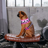 Frenchie Duo Reversible Harness - Flames (Pink) from Frenchie Bulldog
