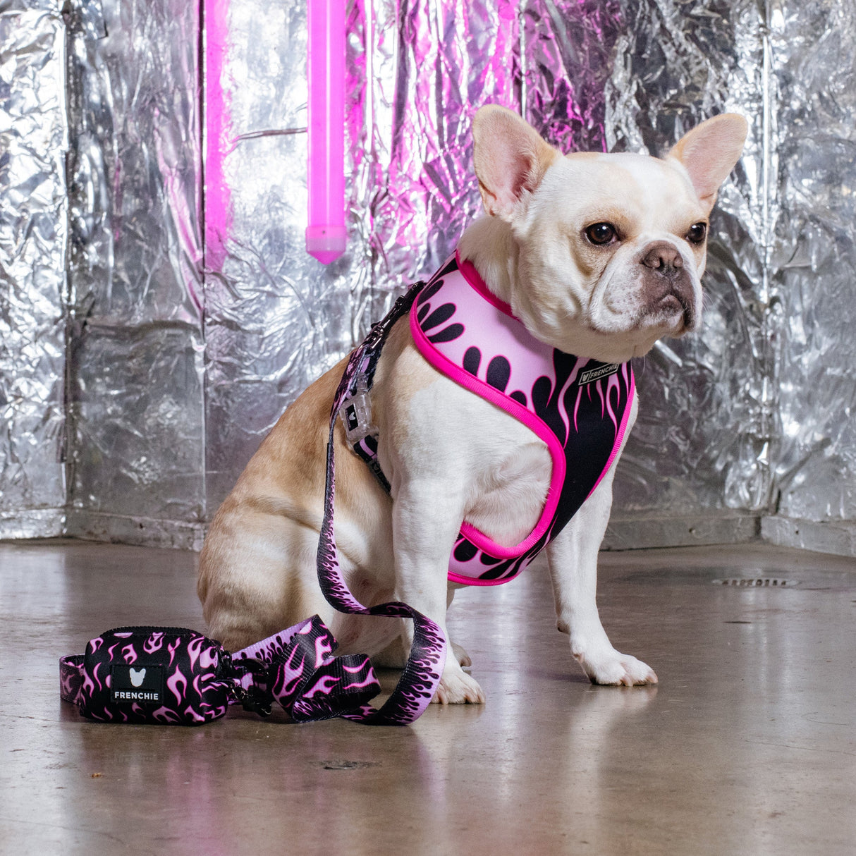Frenchie Duo Reversible Harness - Flames (Pink) from Frenchie Bulldog