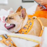 Frenchie Duo Reversible Harness - Frenchie Takeout from Frenchie Bulldog