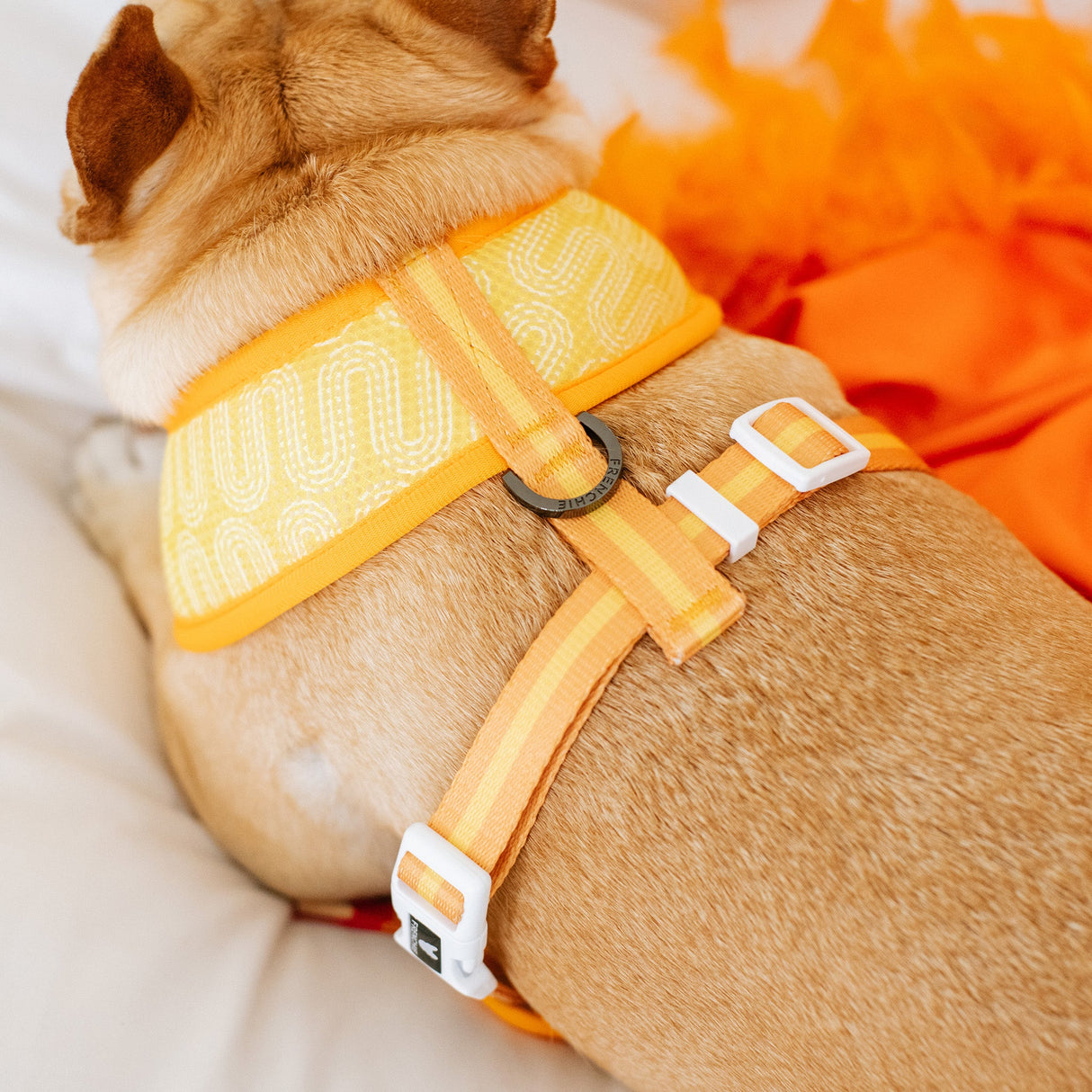 Frenchie Duo Reversible Harness - Frenchie Takeout from Frenchie Bulldog
