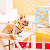 Frenchie Duo Reversible Harness - Galaxy Pizza from Frenchie Bulldog