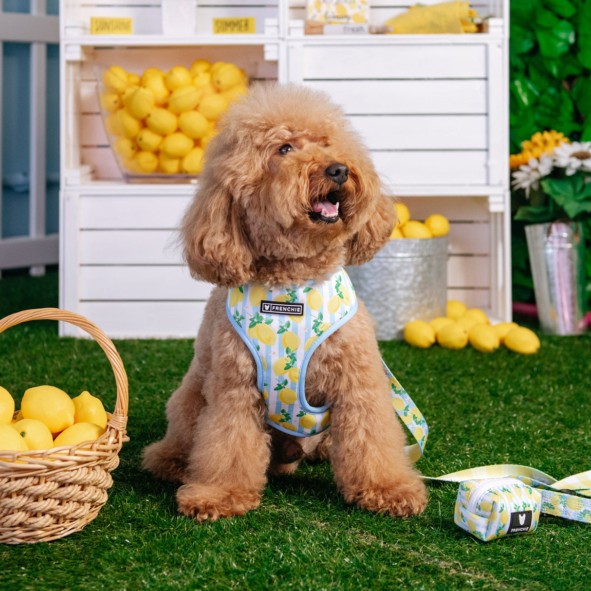 Frenchie Duo Reversible Harness - Lemon Tree from Frenchie Bulldog