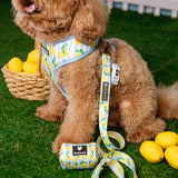 Frenchie Duo Reversible Harness - Lemon Tree from Frenchie Bulldog