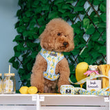 Frenchie Duo Reversible Harness - Lemon Tree from Frenchie Bulldog