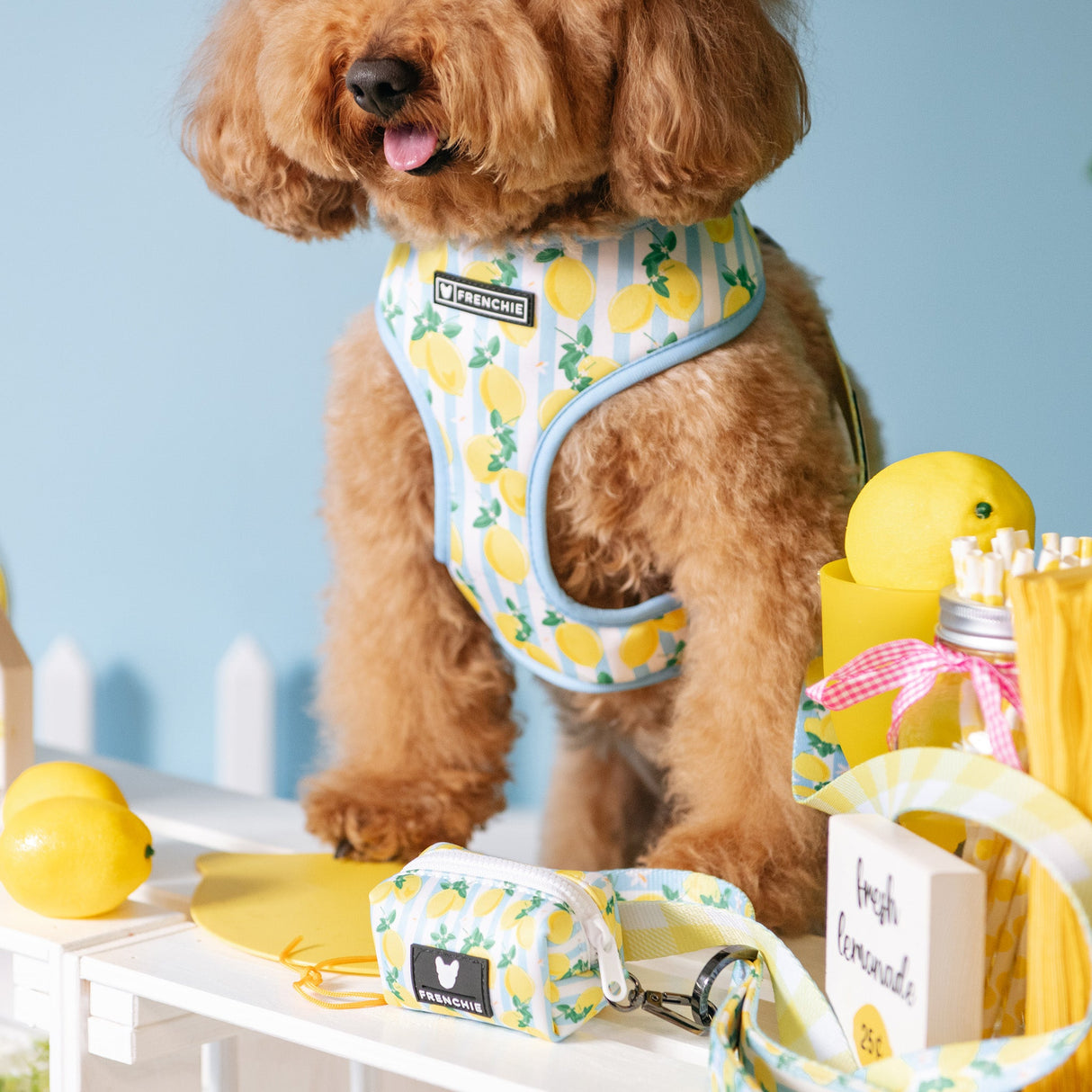 Frenchie Duo Reversible Harness - Lemon Tree from Frenchie Bulldog