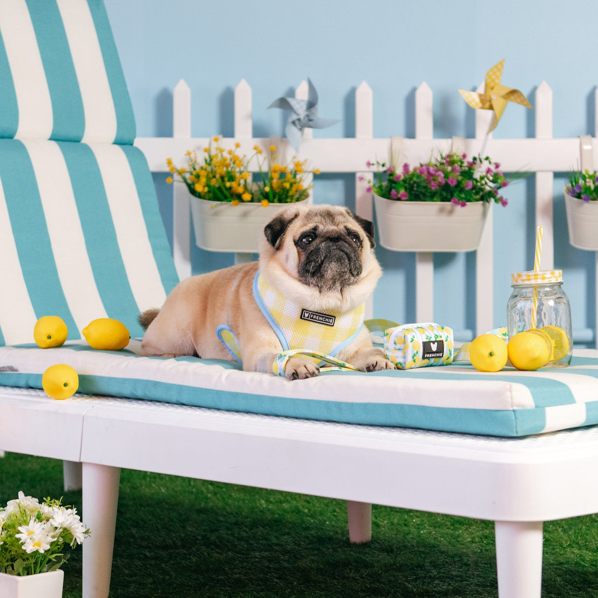 Frenchie Duo Reversible Harness - Lemon Tree from Frenchie Bulldog