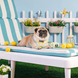 Frenchie Duo Reversible Harness - Lemon Tree from Frenchie Bulldog