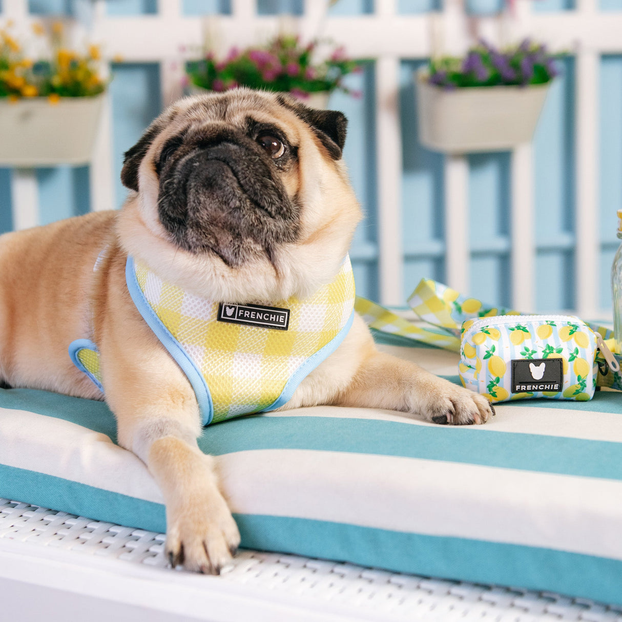 Frenchie Duo Reversible Harness - Lemon Tree from Frenchie Bulldog