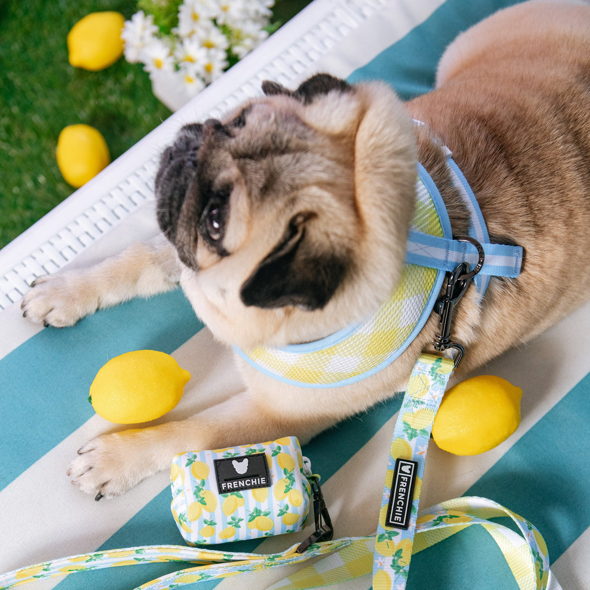 Frenchie Duo Reversible Harness - Lemon Tree from Frenchie Bulldog