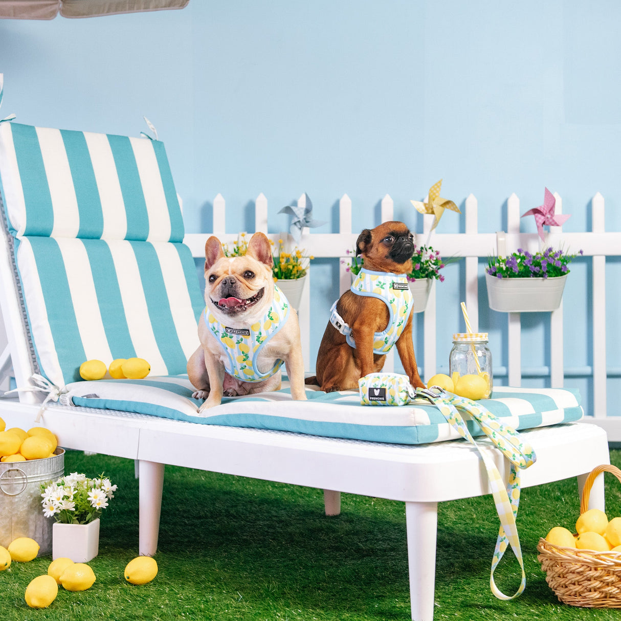 Frenchie Duo Reversible Harness - Lemon Tree from Frenchie Bulldog