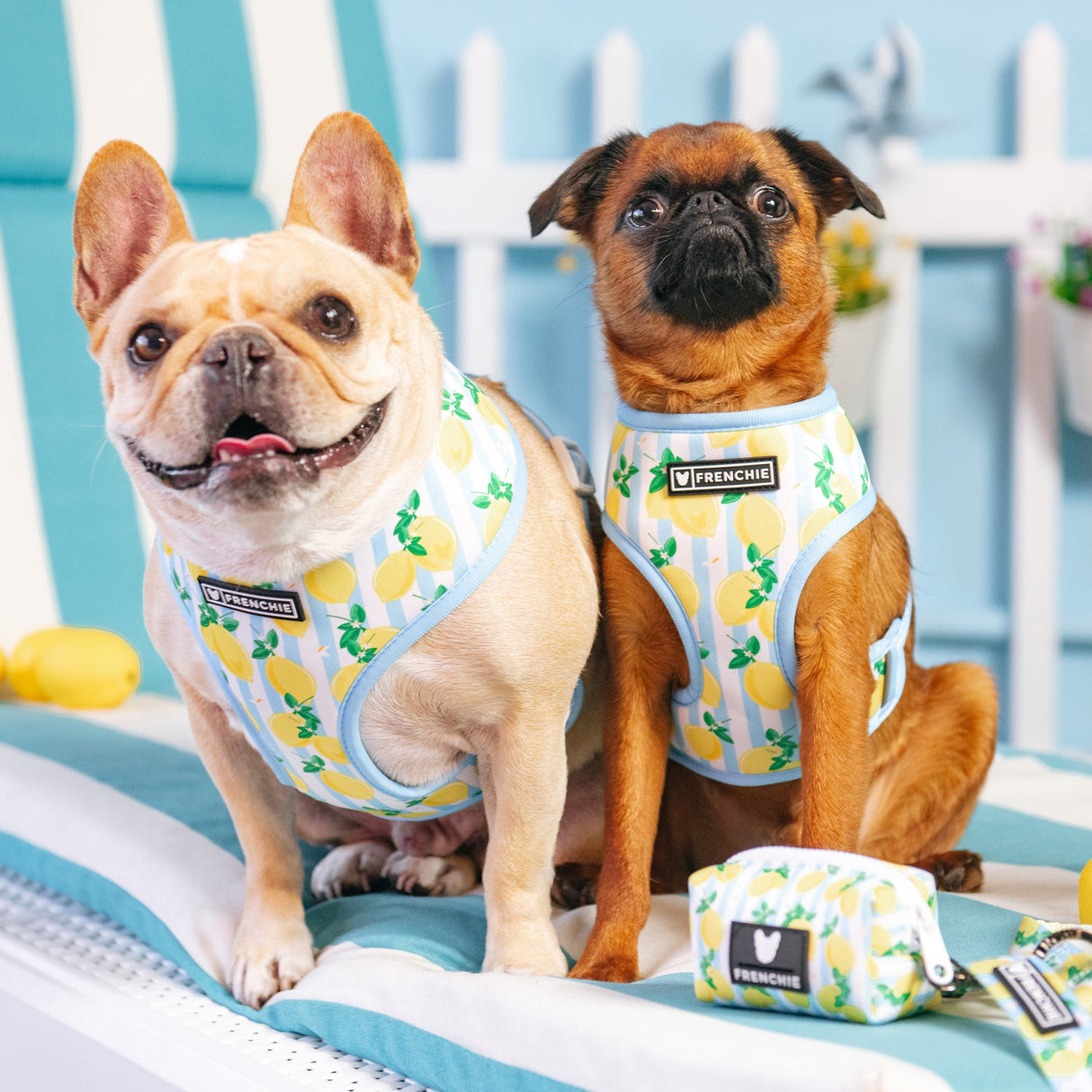 Frenchie Duo Reversible Harness - Lemon Tree from Frenchie Bulldog