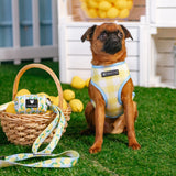Frenchie Duo Reversible Harness - Lemon Tree from Frenchie Bulldog