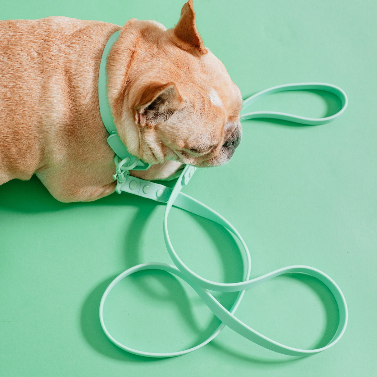 Frenchie Waterproof Leash - Mint Green from Frenchie Bulldog