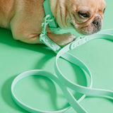 Frenchie Waterproof Leash - Mint Green from Frenchie Bulldog