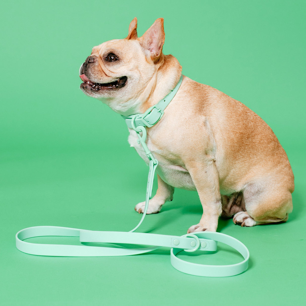 Frenchie Waterproof Leash - Mint Green from Frenchie Bulldog