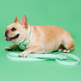 Frenchie Waterproof Leash - Mint Green from Frenchie Bulldog