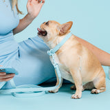 Frenchie Waterproof Collar - Ocean Blue from Frenchie Bulldog