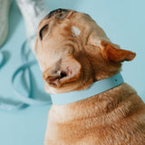 Frenchie Waterproof Collar - Ocean Blue from Frenchie Bulldog