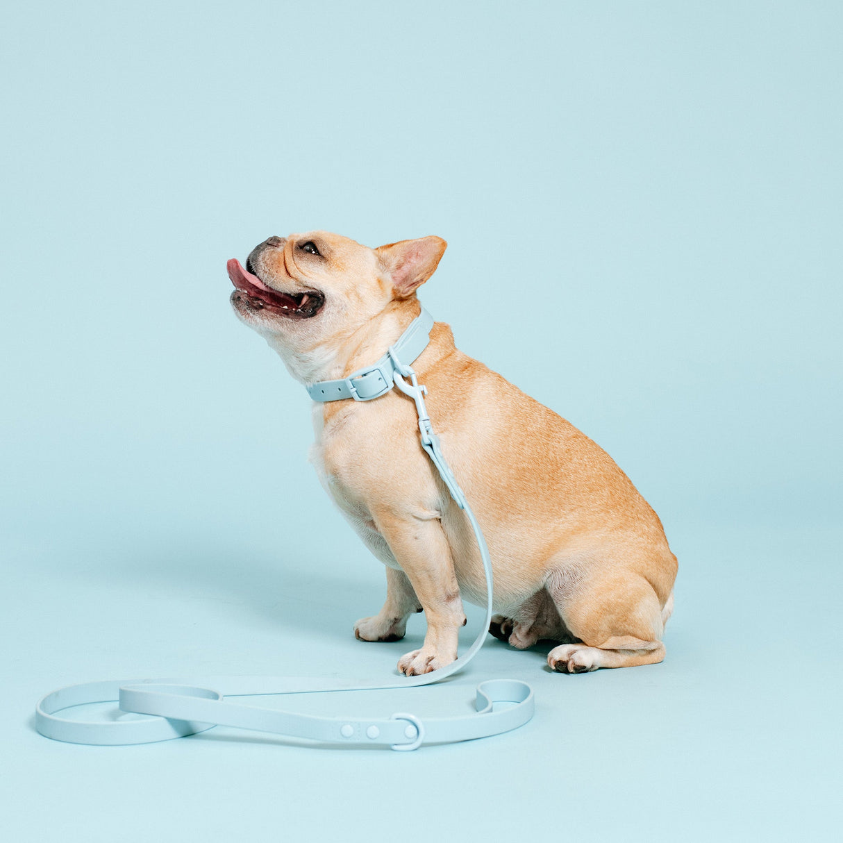 Frenchie Waterproof Collar - Ocean Blue from Frenchie Bulldog