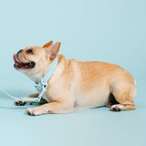 Frenchie Waterproof Collar - Ocean Blue from Frenchie Bulldog