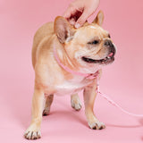 Frenchie Waterproof Collar - Pink Bubblegum from Frenchie Bulldog