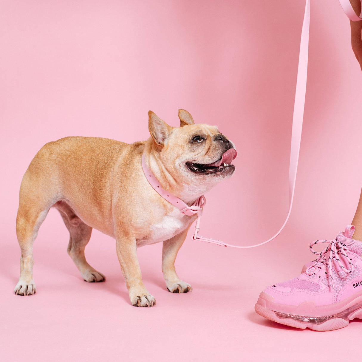 Frenchie Waterproof Collar - Pink Bubblegum from Frenchie Bulldog