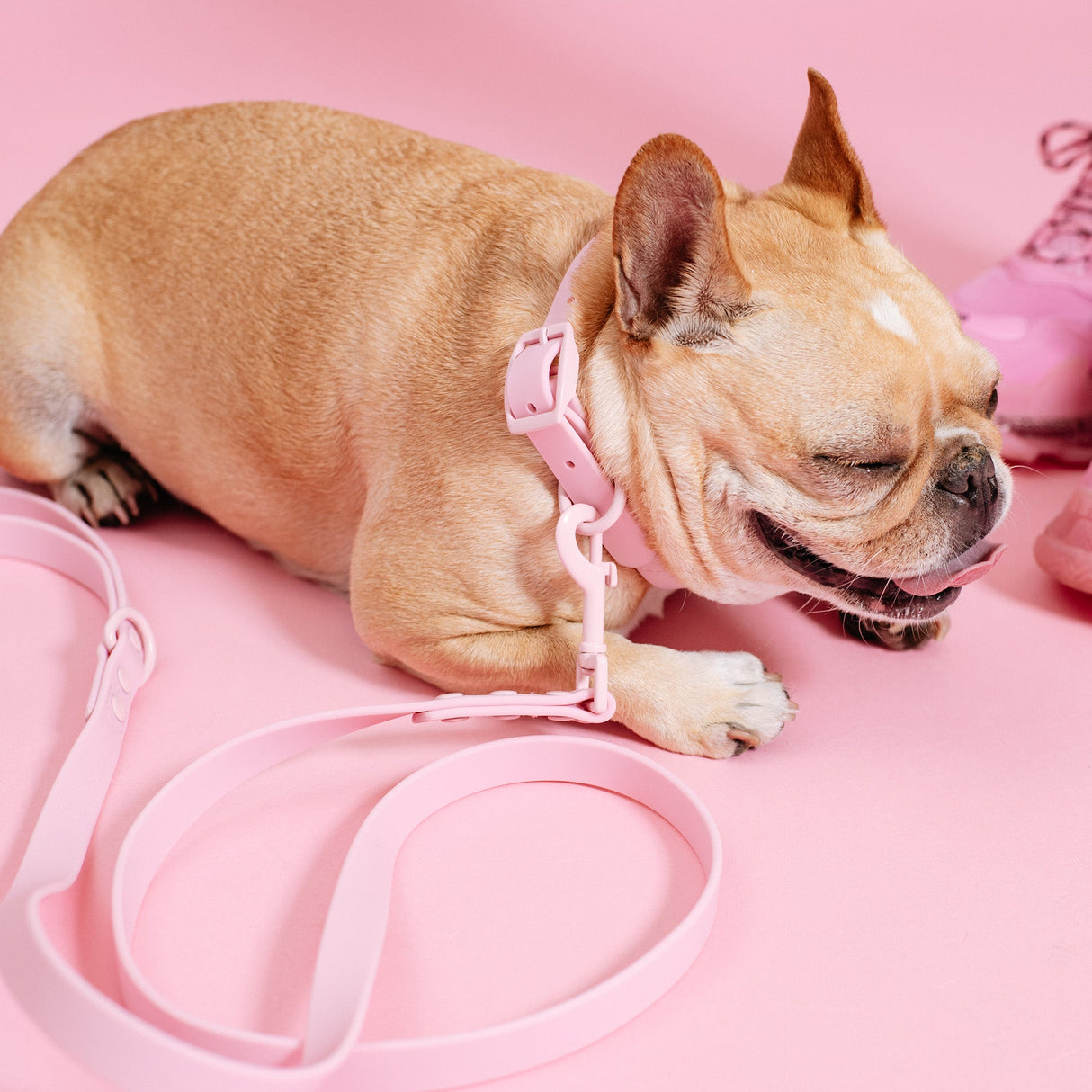 Frenchie Waterproof Collar - Pink Bubblegum from Frenchie Bulldog