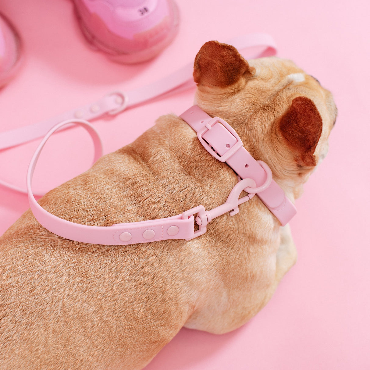 Frenchie Waterproof Collar - Pink Bubblegum from Frenchie Bulldog