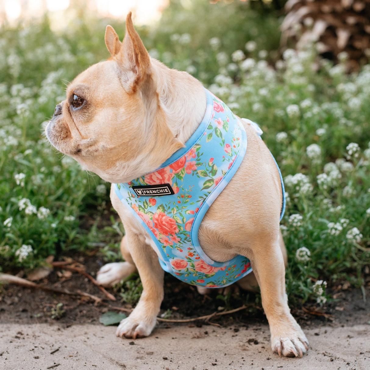 Frenchie Duo Reversible Harness - Secret Garden from Frenchie Bulldog