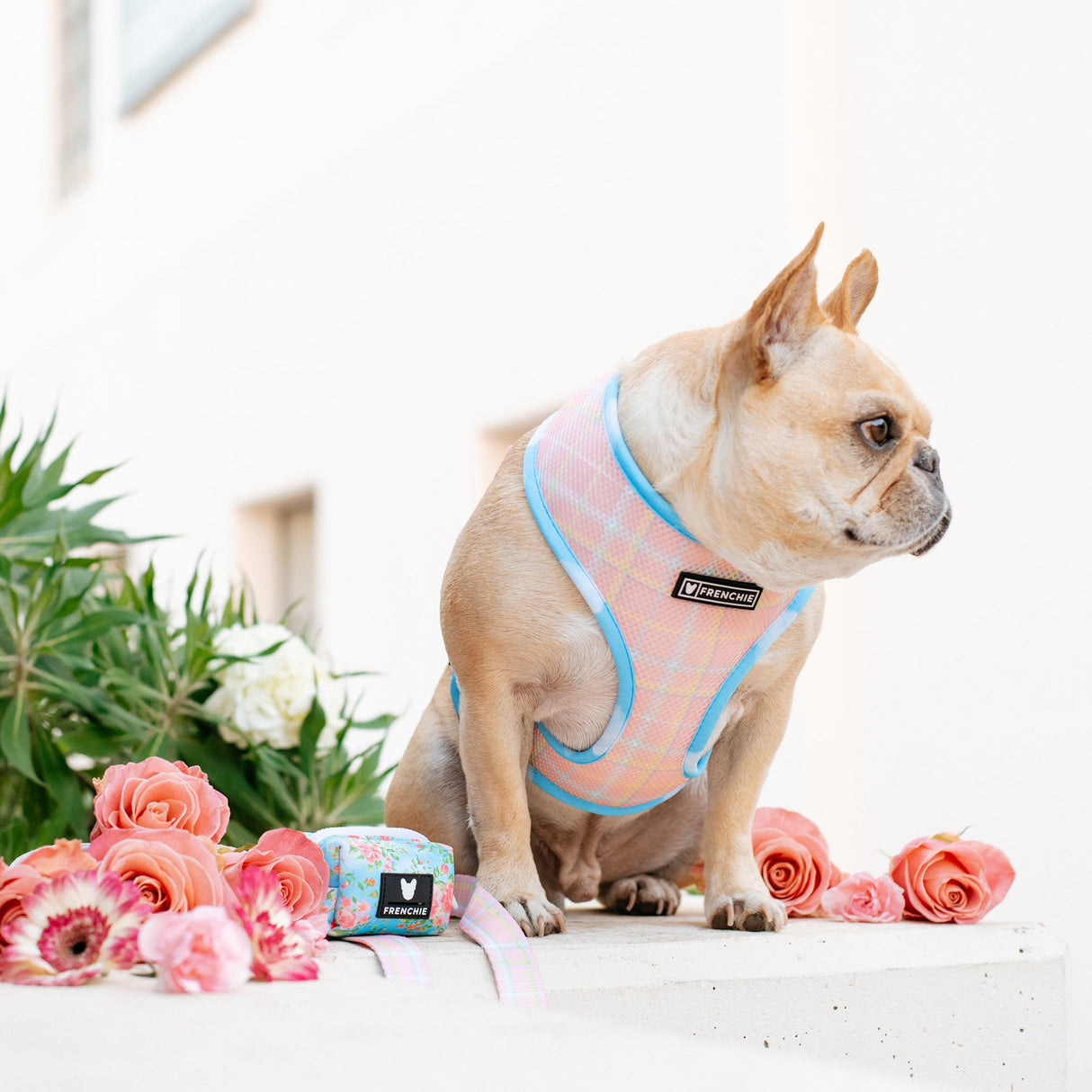 Frenchie Duo Reversible Harness - Secret Garden from Frenchie Bulldog