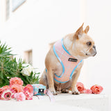 Frenchie Duo Reversible Harness - Secret Garden from Frenchie Bulldog