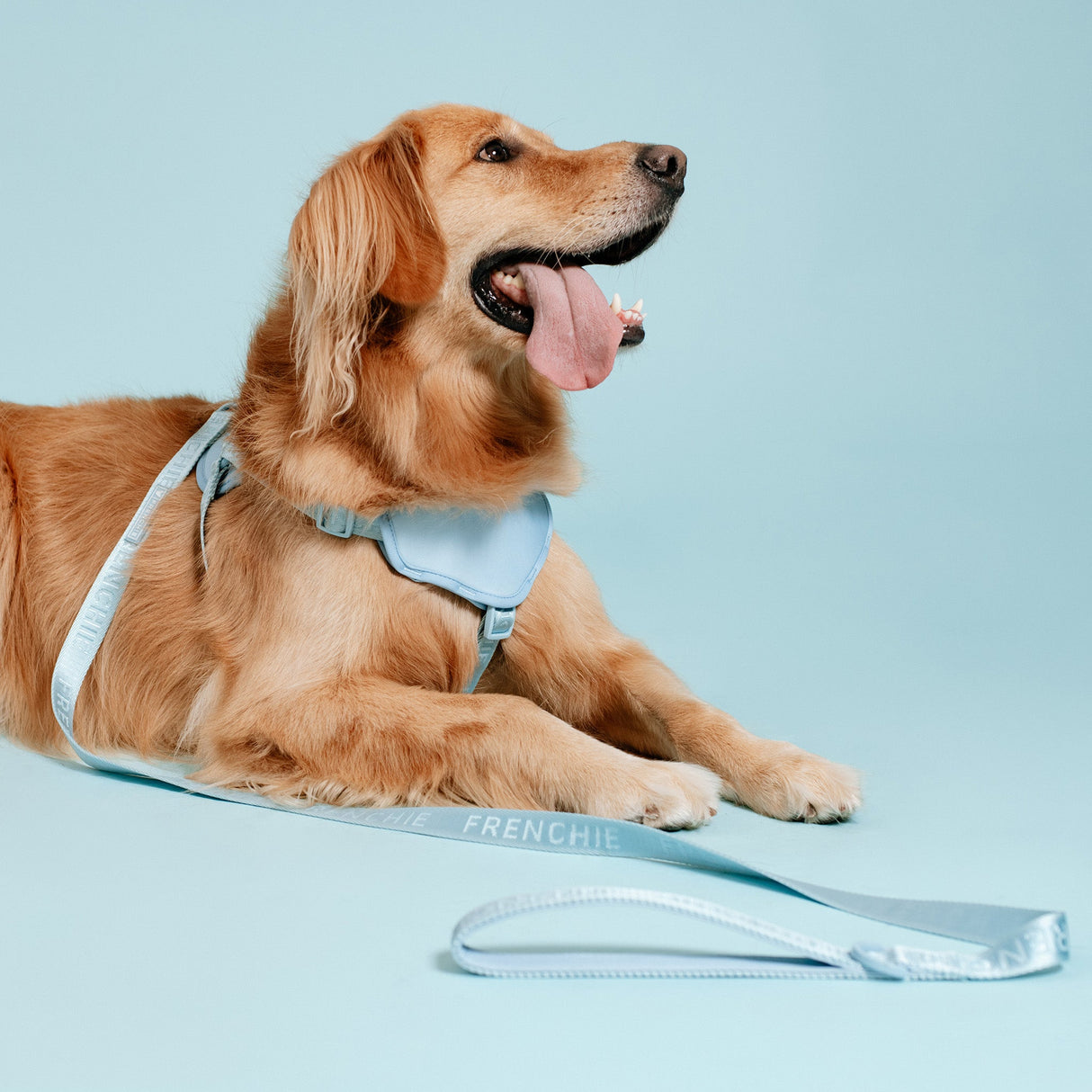 Frenchie Comfort Leash - Sky Blue from Frenchie Bulldog