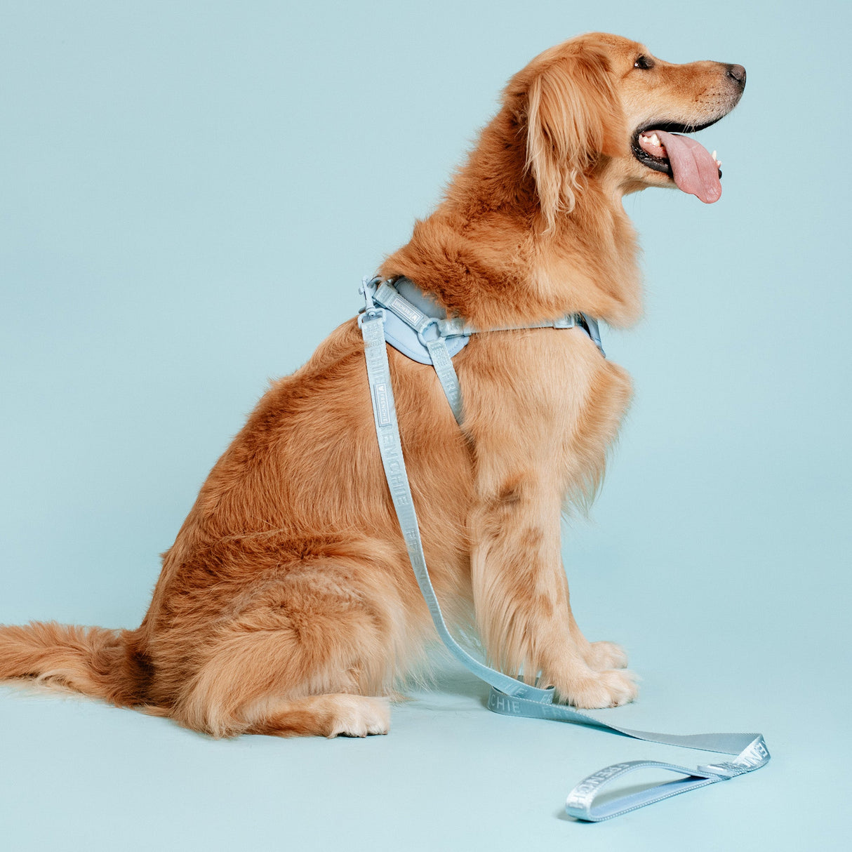 Frenchie Comfort Leash - Sky Blue from Frenchie Bulldog
