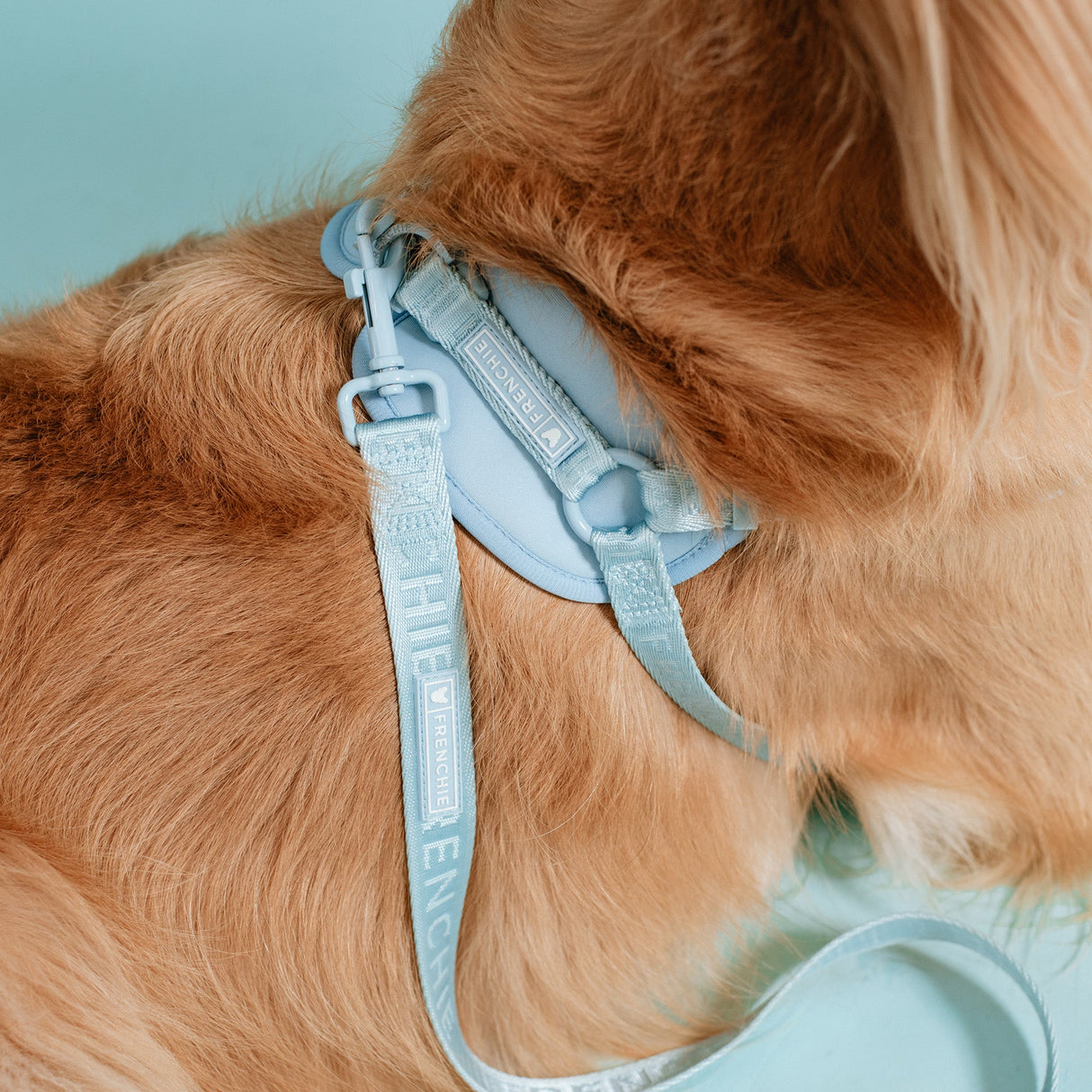 Frenchie Comfort Leash - Sky Blue from Frenchie Bulldog