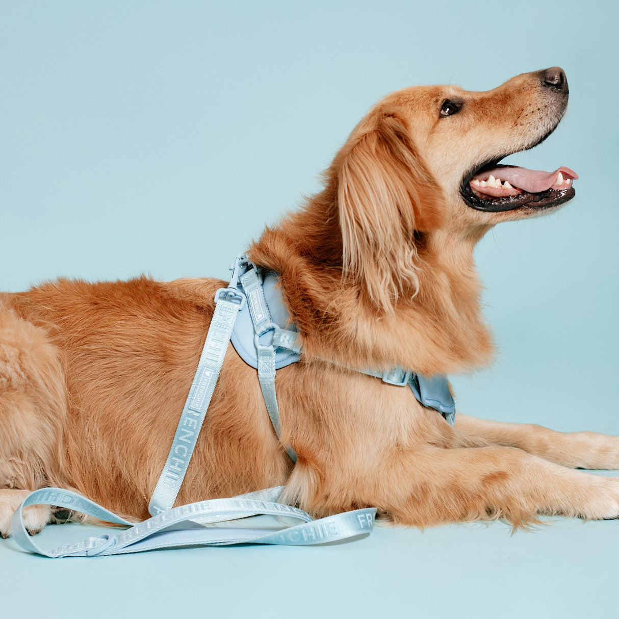 Frenchie Comfort Leash - Sky Blue from Frenchie Bulldog