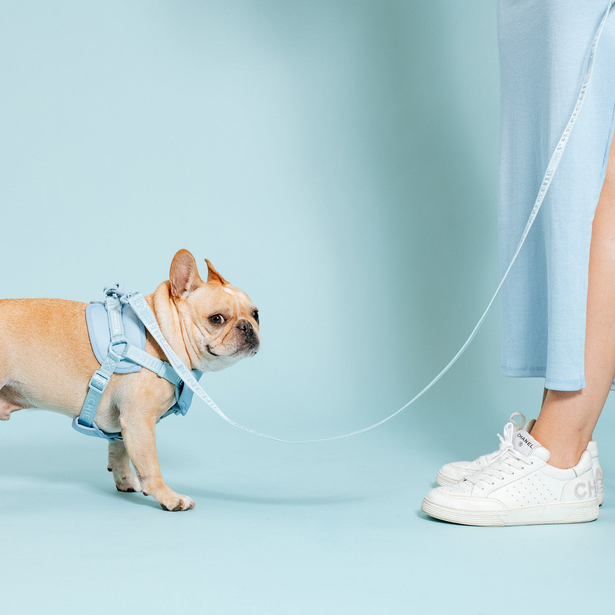 Frenchie Comfort Leash - Sky Blue from Frenchie Bulldog