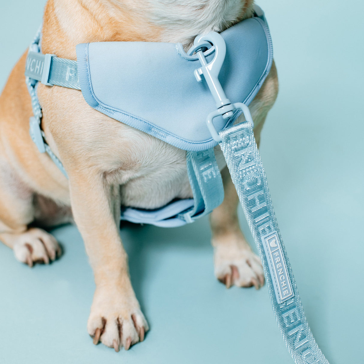 Frenchie Comfort Leash - Sky Blue from Frenchie Bulldog