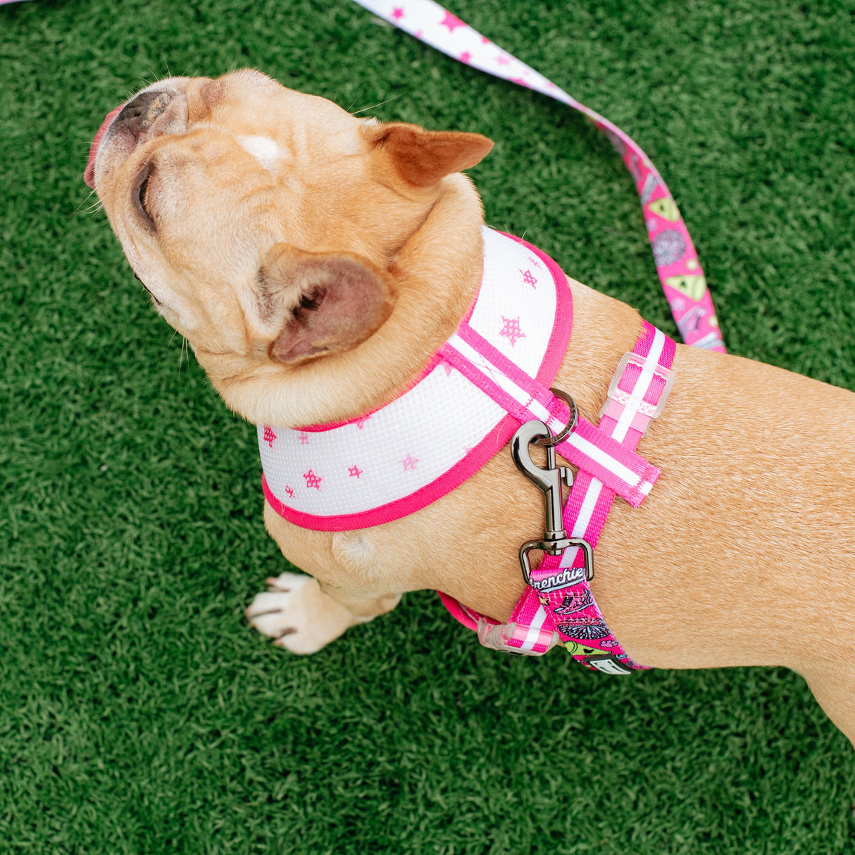 Frenchie Duo Reversible Harness - Spirit Paws from Frenchie Bulldog