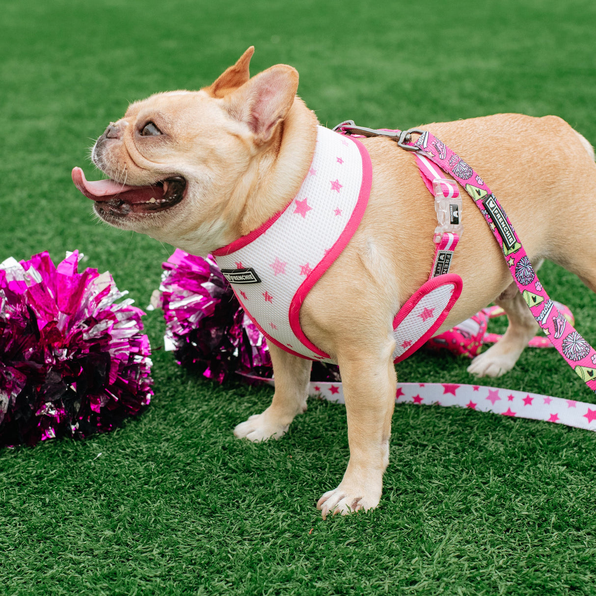 Frenchie Duo Reversible Harness - Spirit Paws from Frenchie Bulldog