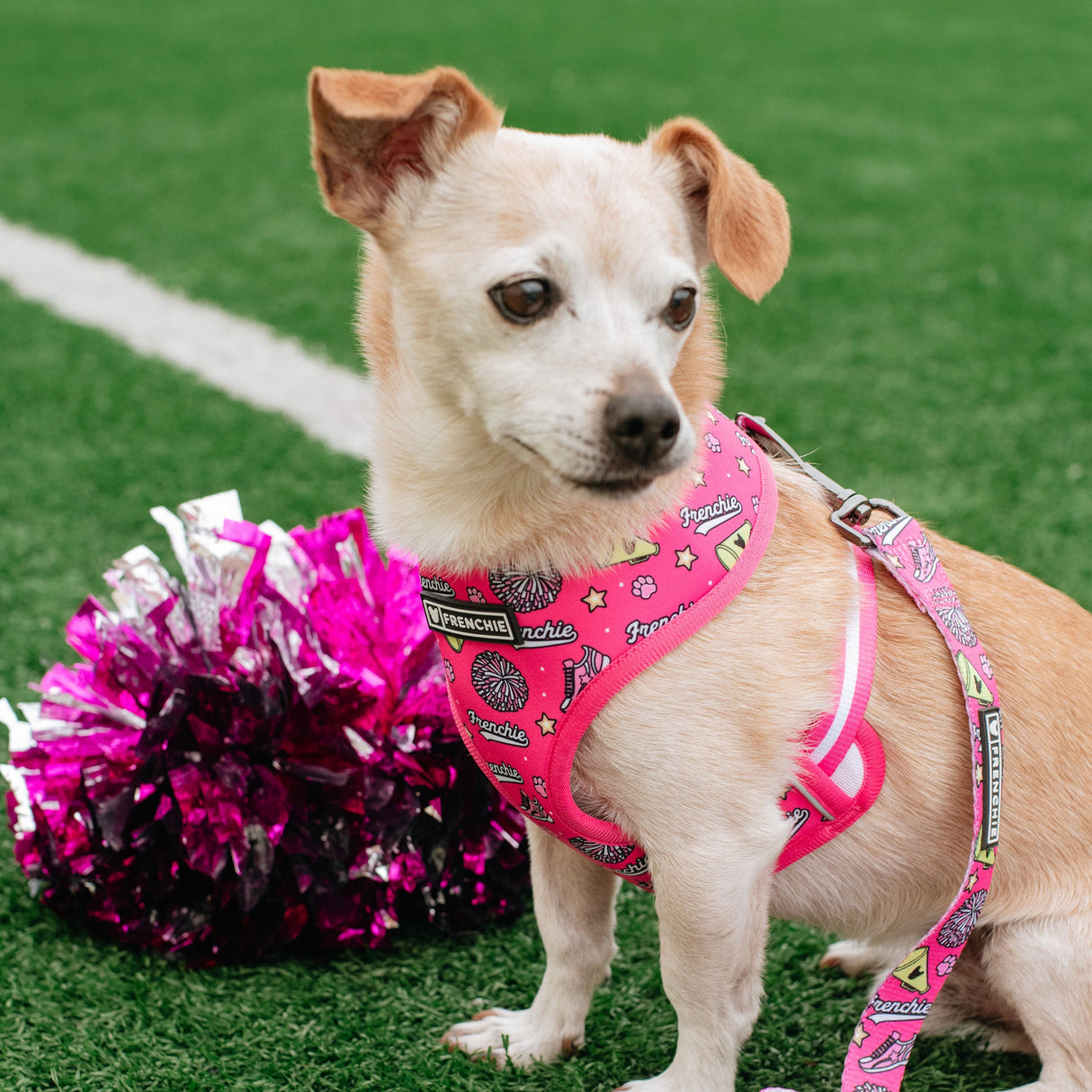 Frenchie Duo Reversible Harness - Spirit Paws from Frenchie Bulldog