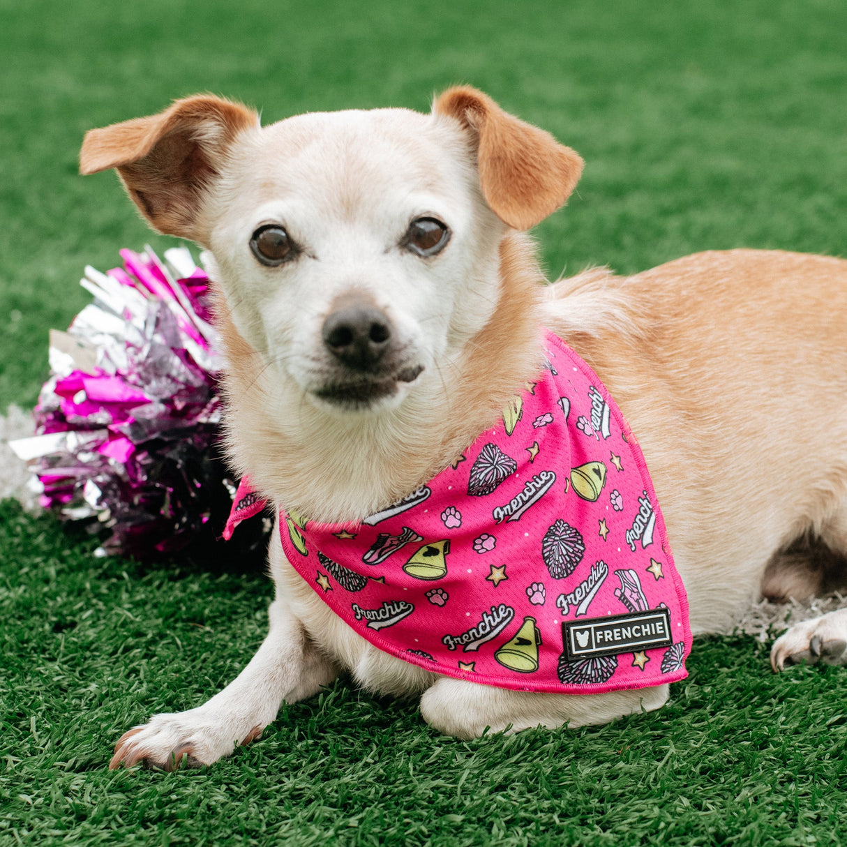 Frenchie Cooling Bandana - Spirit Paws from Frenchie Bulldog