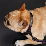 Frenchie Comfort Collar - Super Pig (Pink) from Frenchie Bulldog