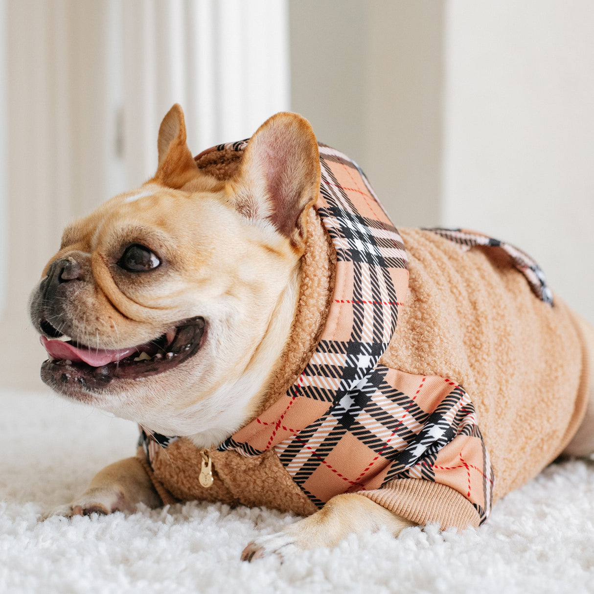 Frenchie Dog Hoodie - Tan Tartan from Frenchie Bulldog