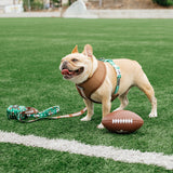Frenchie Duo Reversible Harness - Touchdown from Frenchie Bulldog