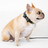 Frenchie Vegan Leather Collar, Leash, & Bow Tie Set from Frenchie Bulldog