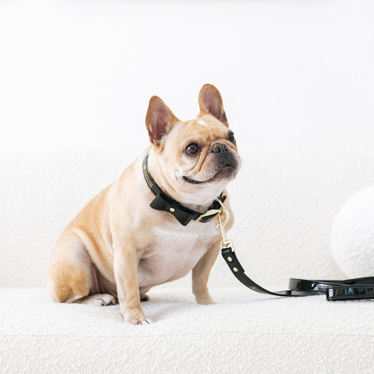 Frenchie Vegan Leather Collar, Leash, & Bow Tie Set from Frenchie Bulldog