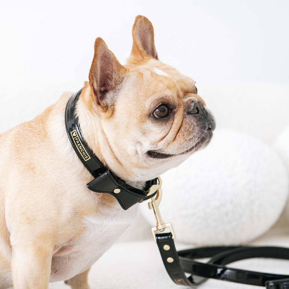 Frenchie Vegan Leather Collar, Leash, & Bow Tie Set from Frenchie Bulldog